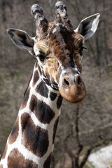Portrait of a male Northern Giraffe, Giraffa camelopardalis camelopardalis, with large horns