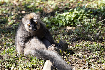 Obraz premium A male Red-fronted Lemur, Eulemur fulvus rufus, sits on the ground and observes the surroundings