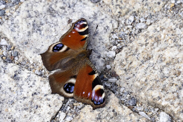 The peacock butterfly, Aglais io, basks in the spring sun with its wings outstretched