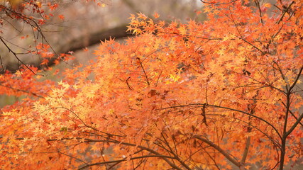 The beautiful autumn view with the colorful autumn leaves on the trees in the forest