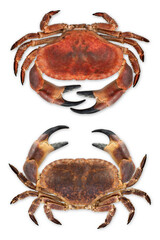 Two 2 big crabs, raw and boiled isolated on white background