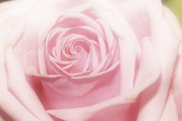 Blick in die Blüte einer Rose