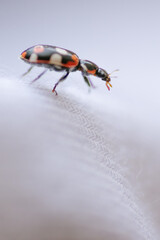macro photography of ladybug walking on white cloth
