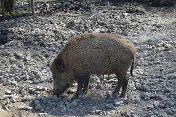 wild pig looking for food