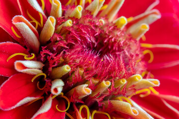 Extreme close-up of a red dahlia flower