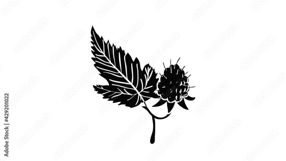 Poster raspberry icon animation isometric black object on white background