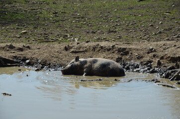 pigs in a puddle