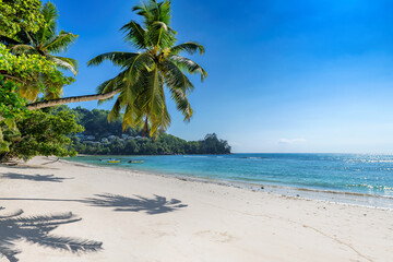 Palm trees on Paradise sandy beach and tropical sea. Summer vacation and tropical beach concept.	
