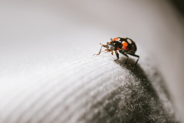 macro photography of ladybug walking on white cloth