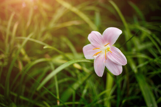 Field of spring flowers and sunlight. Zephyranthes minuta in park close up
