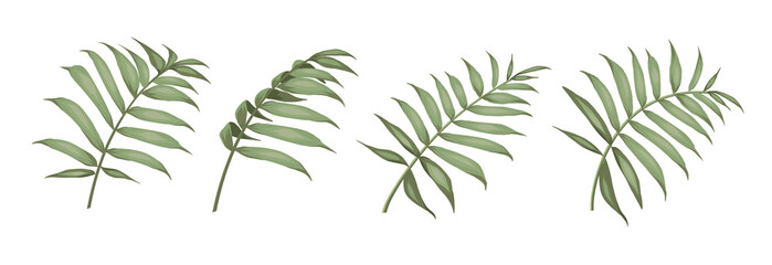Set of differents palm leaves on white background. © Kotkoa