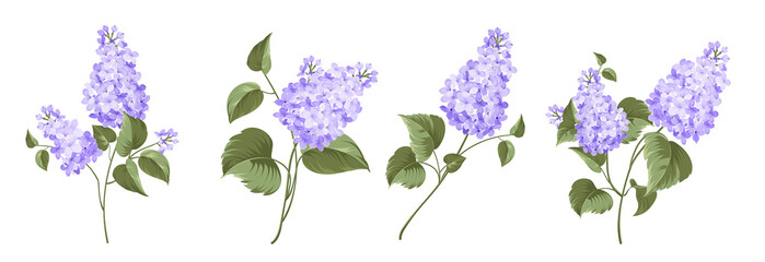 Set of differents lilac on white background.