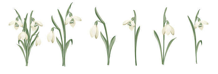 Set of differents snowdrops on white background.