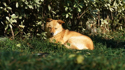 One lost yellow dog sleeping in the grass land with the warm sunlight