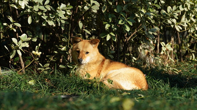 One lost yellow dog sleeping in the grass land with the warm sunlight
