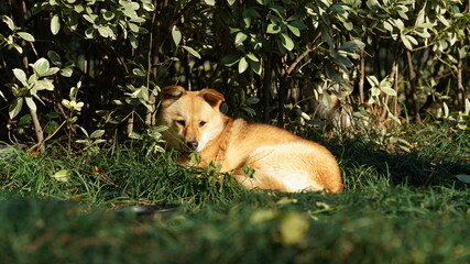 One lost yellow dog sleeping in the grass land with the warm sunlight