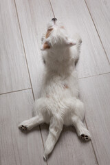 white fluffy puppy Jack Russell Terrier, lying on the floor, top view