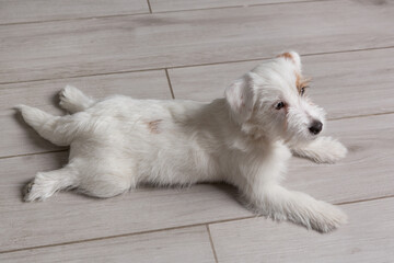 white fluffy puppy, Jack Russell Terrier, lying on the floor, side view