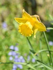 Last of the spring daffodils with first  summer bluebells in background