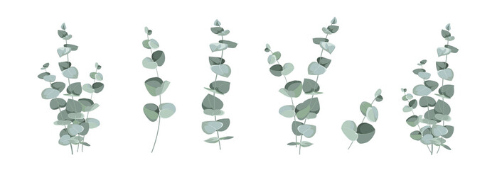 Set of differents eucalyptus leaves on white background. © Kotkoa