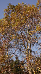 The beautiful autumn view with the colorful autumn leaves on the trees in the forest