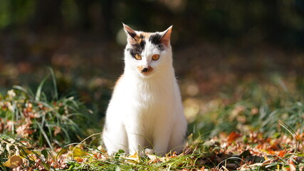 The wild cats playing in the park with the warm sunlight on them © Bo