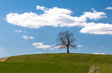Fototapeta na wymiar Einsamer Baum bei Münsing in Bayern