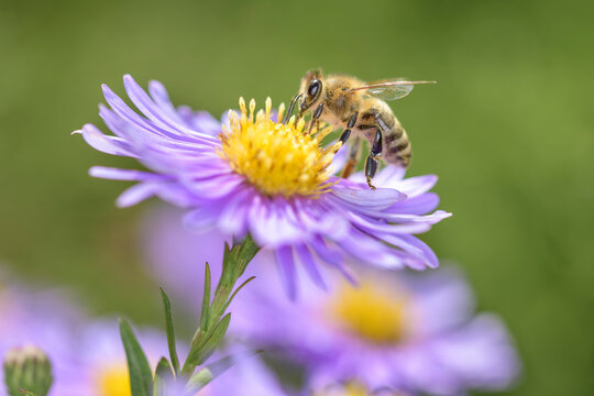 Bee - Apis mellifera - pollinates Michaelmas daisy - Aster novi-belgii