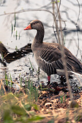 wild goose on the shore