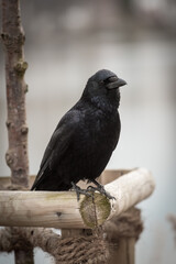 raven sits on a scaffolding
