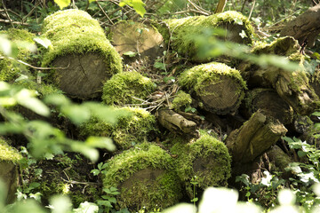 tronchi con muschio