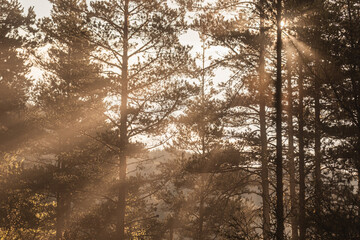 Sunrays in the woods
