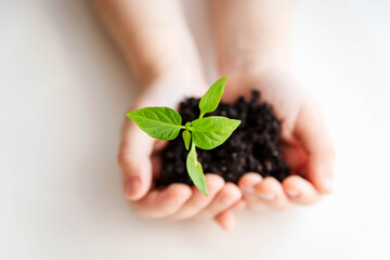A small child holds a small seedling in his hands on a white background. Ecology concept and children, gardening.