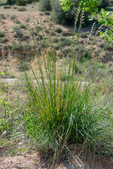 Mauritanian Grass
(Ampelodesmos mauritanicus) in the Aures mountains, Batna, Algeria
