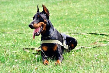 dog on grass