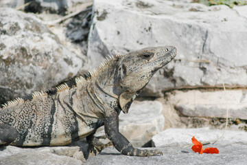 Fototapeta premium Close up of Iguana, lizard native of tropical areas, on Tulum ruins, Yucatan, Mexico