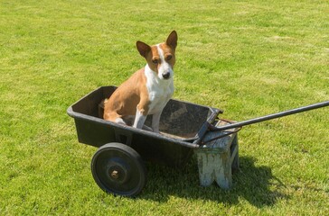 Young basenji dog sitting in metal basket of wheel barrow and asking with  pleading look  master would drive this cool canine taxi