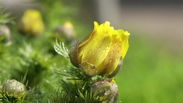 Beautiful yellow spring flowers with water drops