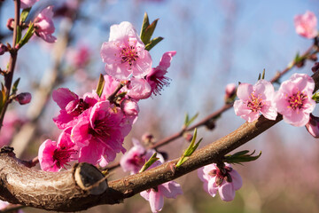Pink flowers on branches of nectarine tree close-up against blue sky