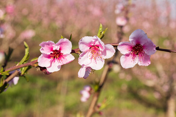 Pink flowers of nectarine tree close-up on blurred background