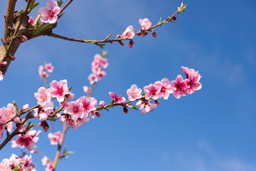 Pink flowers on branches of nectarine tree close-up against blue sky