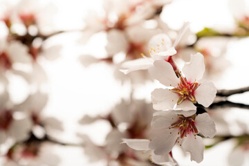 a twig with almond blossoms on a reflective surface