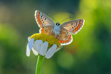 Close up of the brown argus butterfly, Aricia agestis, pollinating in a flowers field. Top view, open wings