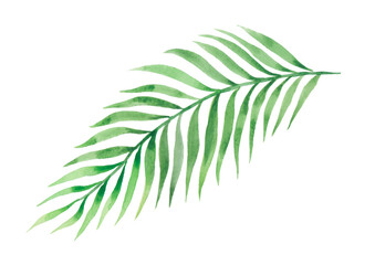   Tropical exotic palm leaf for design of wallpaper, textile, background, prints. Watercolor.