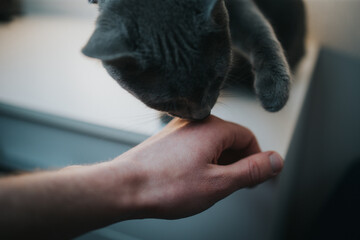 Portrait of a gray British cat licking a man's hand