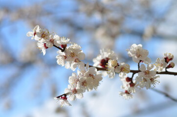 blossom in spring