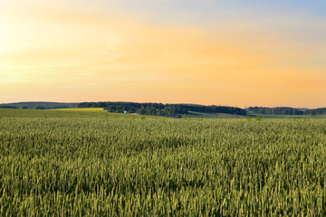 Naklejka premium View on field with young green wheat crop on sunset background. Farm concept, production of flour, bread and bakery products. Agricultural landscape and summer harvest. Growing crops
