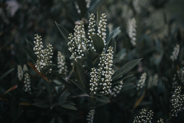 Prunus laurocerasus or cherry laurel branch with dark green leaves and white flowers