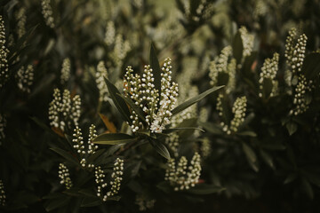 Prunus laurocerasus or cherry laurel branch with dark green leaves and white flowers
