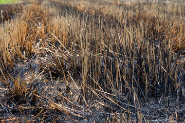 Close up burned field in the countryside and dried grass land,Burning of straw on the field.